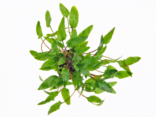 Cryptocoryne wendtii Grün - Grüner Wasserkelch